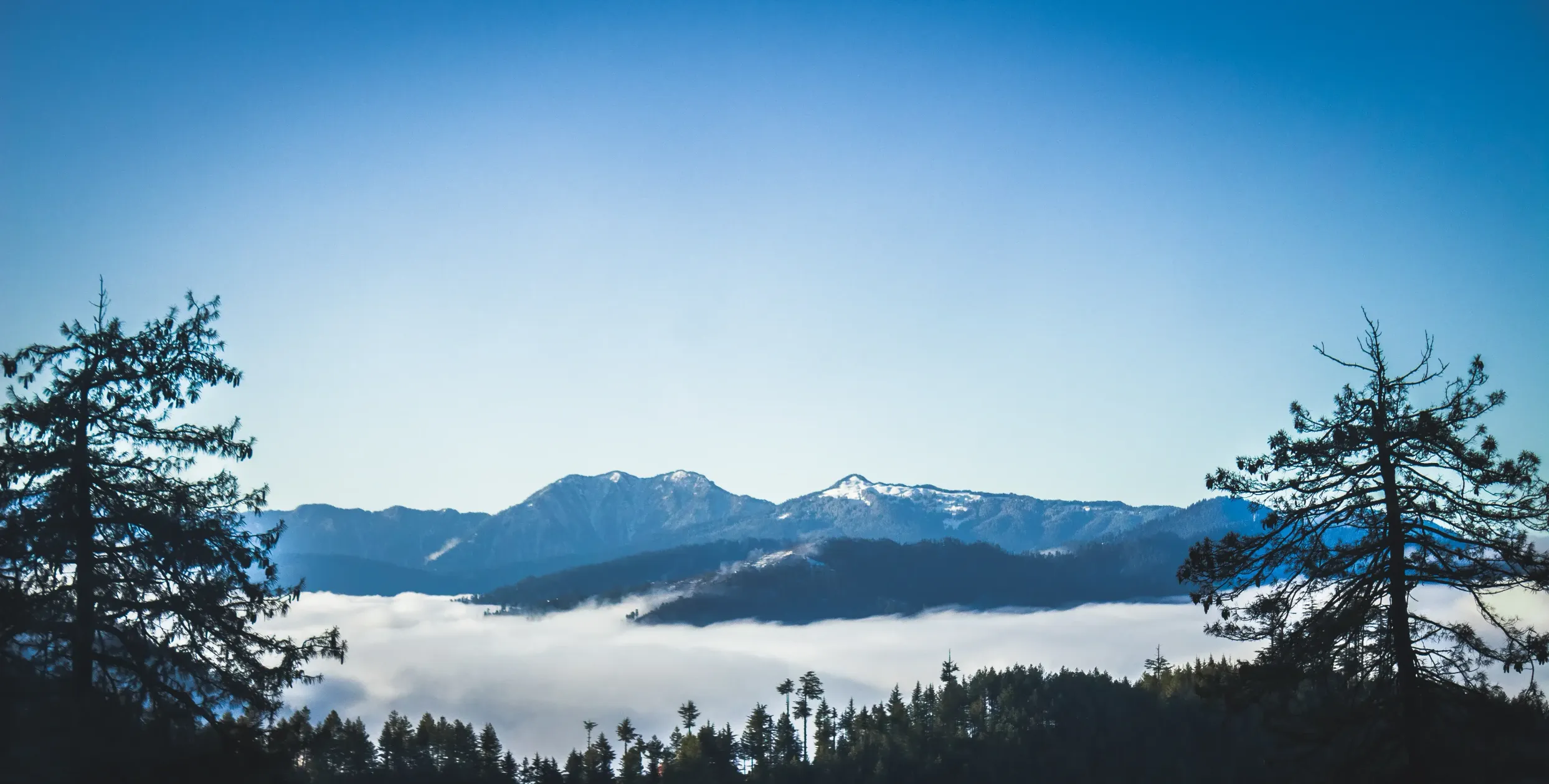 Modern Orchard Image